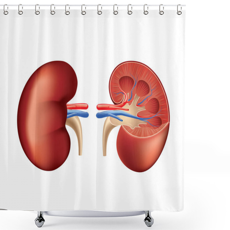 Personality  Human Kidney Anatomy Isolated On White Vector Shower Curtains