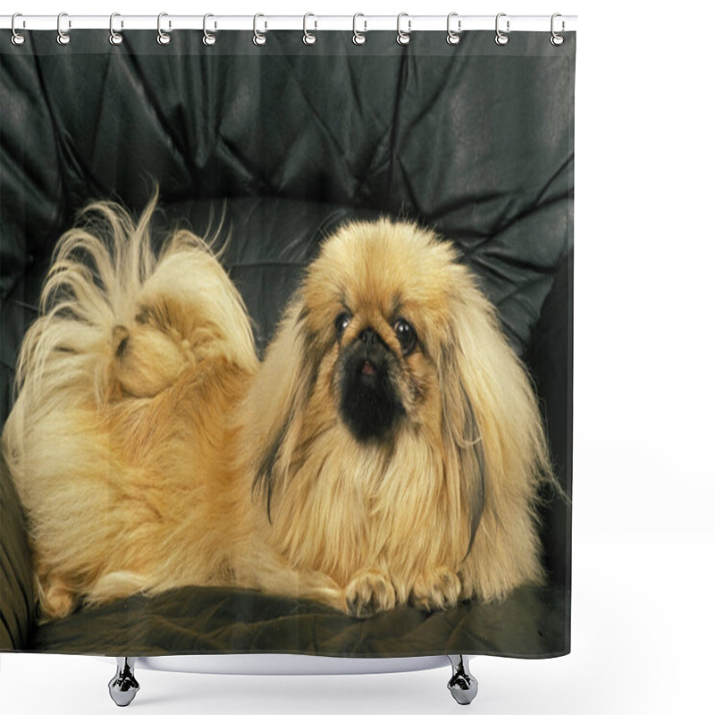 Personality  Pekinese Dog Laying On Sofa  Shower Curtains