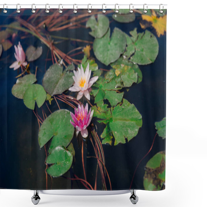 Personality  Lotus Or Water Lily In Pond Shower Curtains