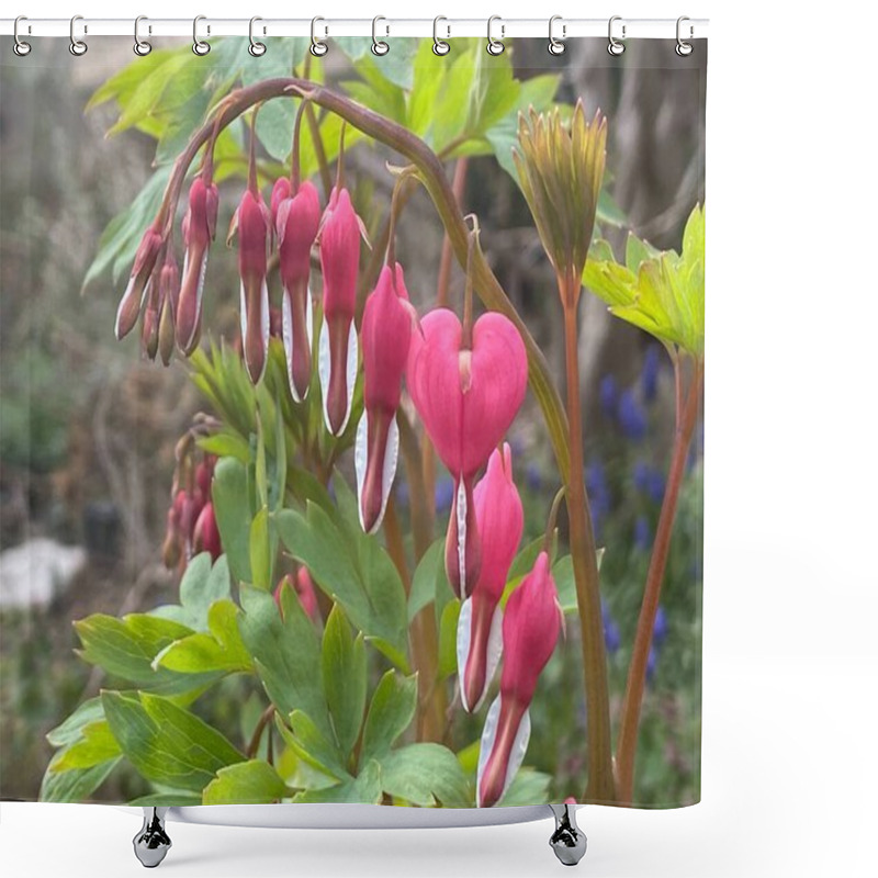 Personality  Beautiful Botanical Shot. Natural Floral Pattern. .bleeding Hearts Flowers In The Garden Shower Curtains