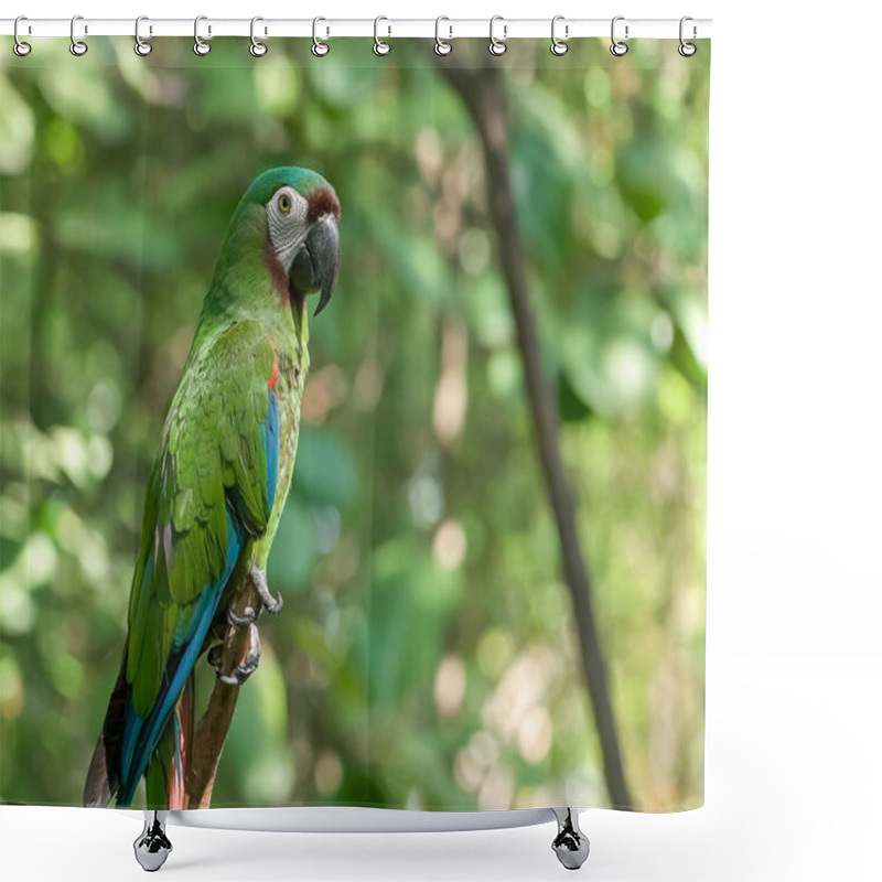 Personality  Chestnut Fronted Macaw In A Park In Ecuador Shower Curtains