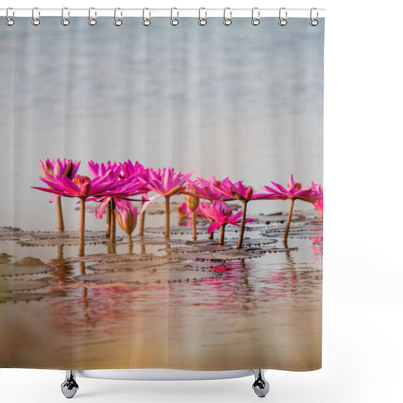 Personality  A Serene View Of Vibrant Lotus Flowers Blooming Gracefully On Still Waters Showcasing Nature's Beauty. Shower Curtains