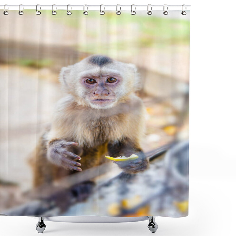 Personality  Capuchin Monkey In A Cage In Captivity Eating Fruits Looking At The Camera, Hungry And Curious Shower Curtains