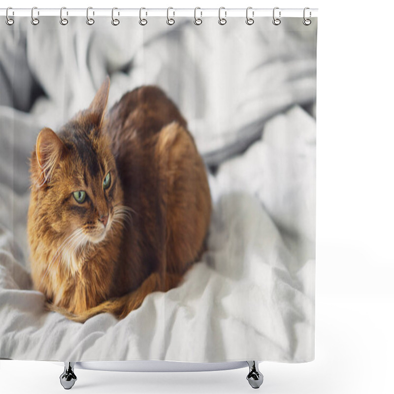 Personality  Domestic Cute Cat Lying In Bed Sheets Inside. Shower Curtains