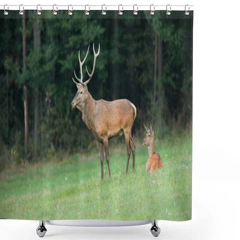 Personality  Red Deer Couple On A Meadow With Forest In Background. Shower Curtains