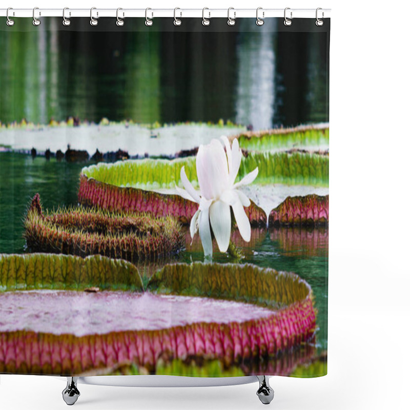 Personality  Flower Of The Victoria Amazonica, Or Victoria Regia, The Largest Shower Curtains