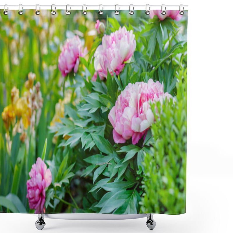 Personality  Beautiful Tree Peonies On A Sunny Day In The Garden. Growing Flowers. Shower Curtains