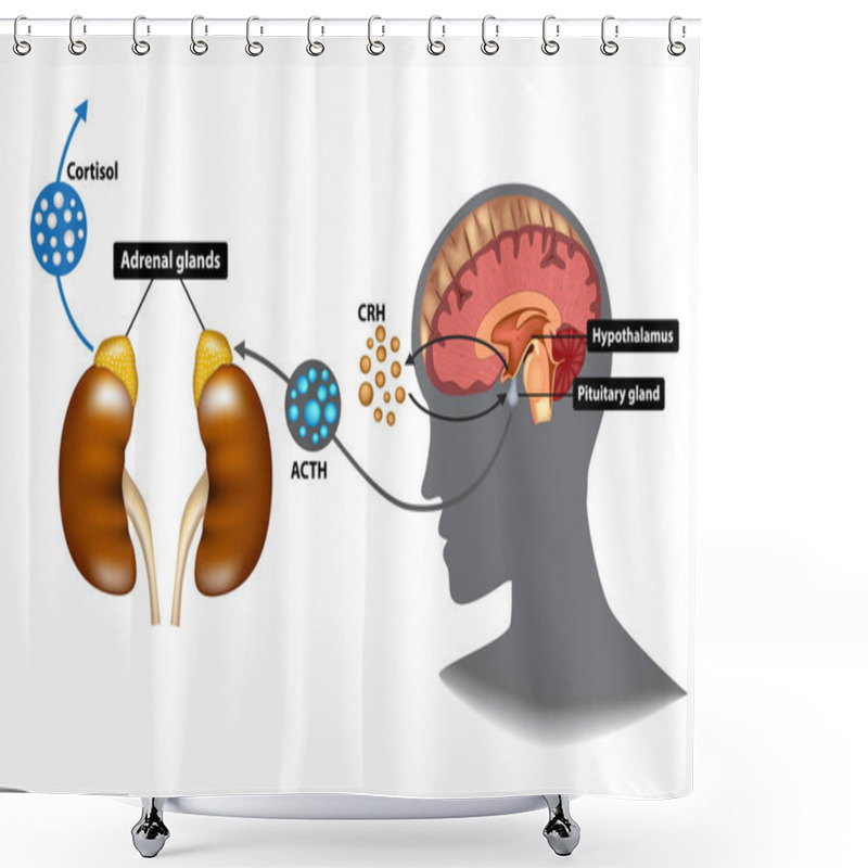 Personality  Hypothalamic-pituitary-adrenal (HPA) Axis - The Stress Response System Shower Curtains