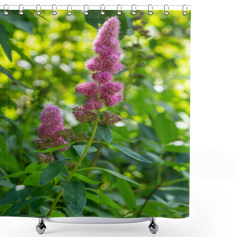 Personality  Pink Flower Spike Of Rose Spirea, Spiraea Douglasii, Also Known As Western Spirea And Steeplebush. Shower Curtains