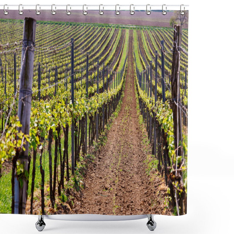 Personality  Rows Of Vineyard Grape Vines. Spring Landscape With Green Vineya Shower Curtains