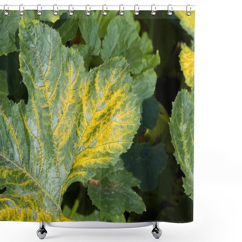 Personality  Mosaic Virus (yellow Zucchini Mosaic Virus Or Cucumber Mosaic Virus) Growing On A Courgette (zucchini) Plant In A UK Garden Shower Curtains