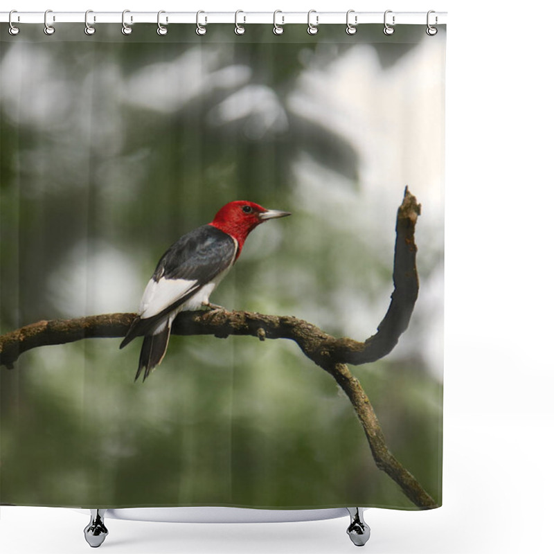 Personality  Red-headed Woodpecker (melanerpes Erythrocephalus) Shower Curtains