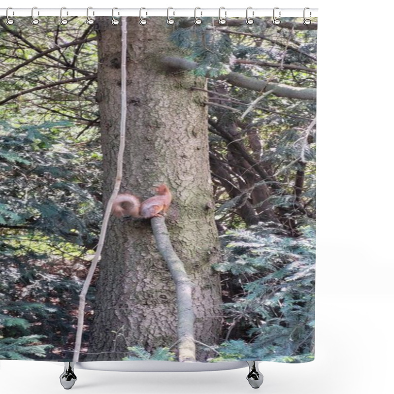 Personality  Squirrel On The Tree Shower Curtains