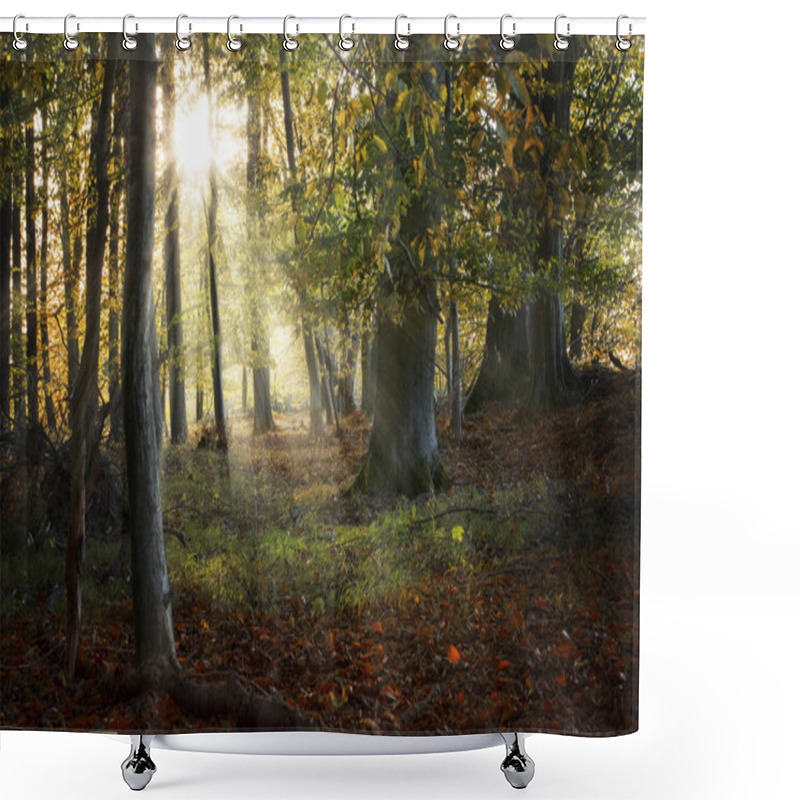 Personality  Beautiful Old Forest In Autumn With Sunrays, Nature Background, Selected Focus Shower Curtains