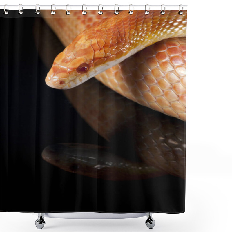 Personality  Pantherophis Guttatus, Corn Snake Close Up View Shower Curtains