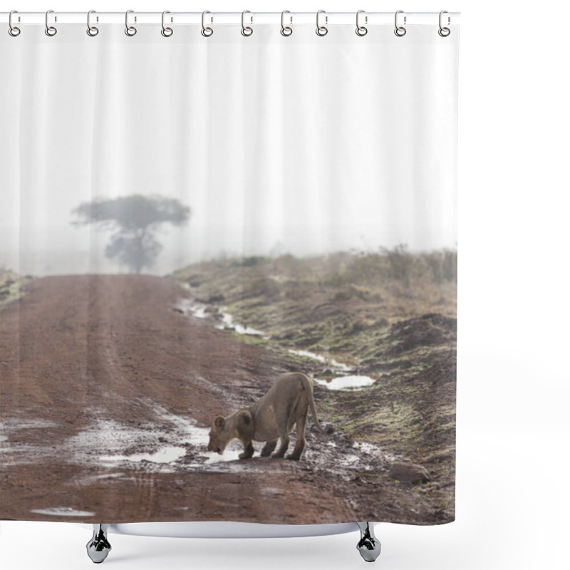 Personality  Lion Drinking From A Puddle In Kenya. Shower Curtains