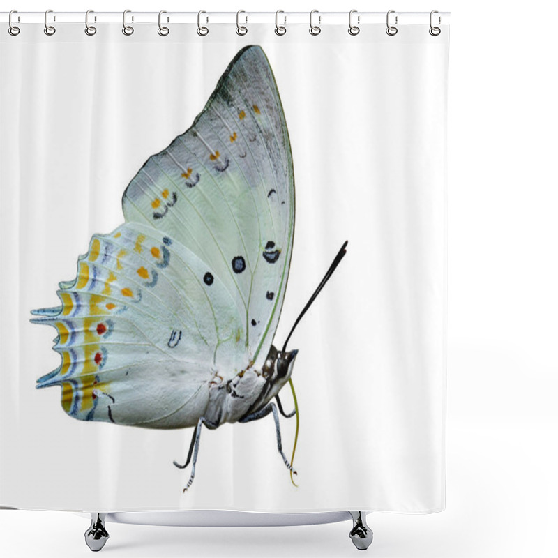 Personality  Beautiful Pale White Butterfly Decorated With Orange Diamond Spots With Details Of Wings Antenna Head Legs Isolated On White Background, Jewelled Nawab (Polyura Delphis) Shower Curtains