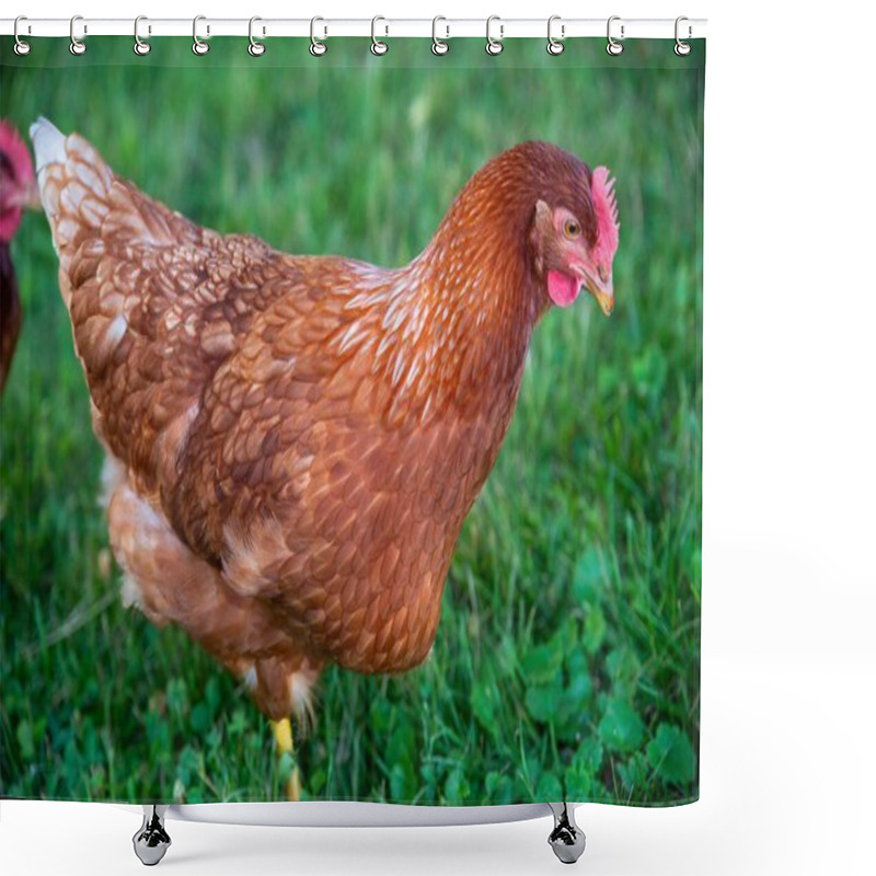 Personality  Closeup Of Beautiful Healthy Free Range Rhode Island Red Farm Chicken Hen In Green Grass, With Colorful Textured Feathers And Organic Farm Nature Background. No People, With Copy Space, Green Grass Shower Curtains