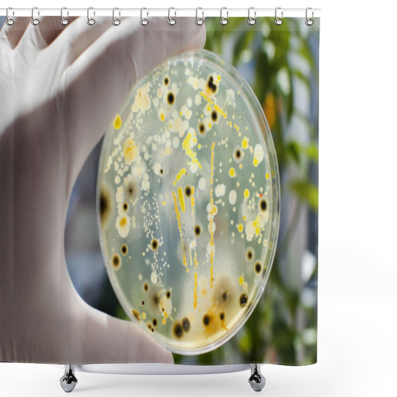 Personality  Researcher Hand In Glove Holding Petri Dish With Colonies Of Different Bacteria And Molds On Natural Background. Biotechnology Concept Shower Curtains