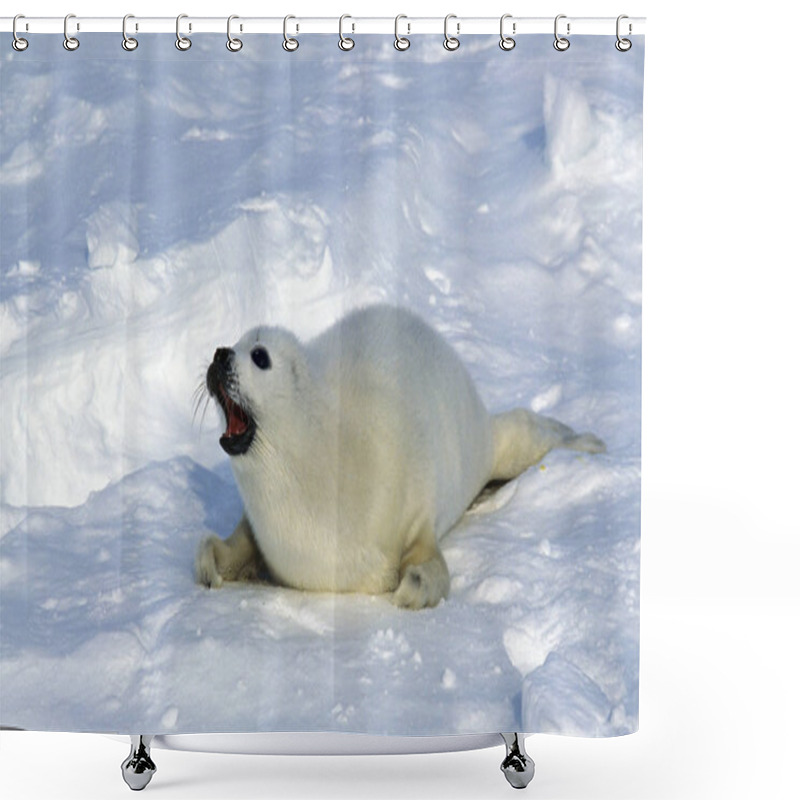 Personality  PHOQUE DU GROENLAND Pagophilus Groenlandicus Shower Curtains