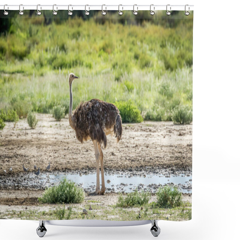 Personality  Ostrich Standing Next To A Pool Of Water. Shower Curtains