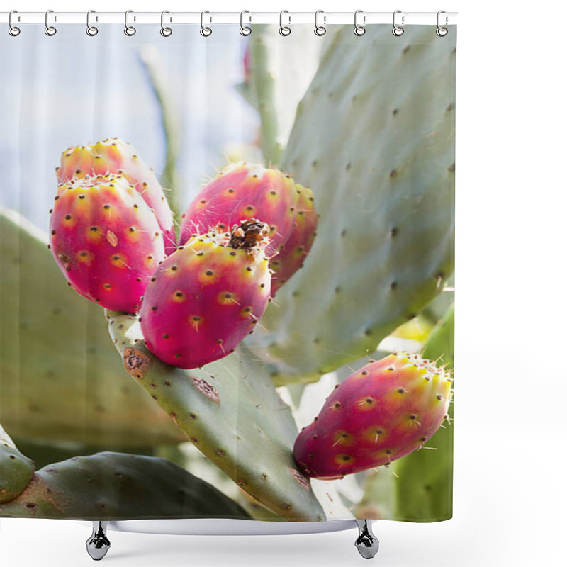 Personality  Prickly Pear Cactus With Fruit And Cactus Spines, Fichi D'india Are A Typical Fruit Of The South Of Italy, Growing In Apulia, Sicily Shower Curtains