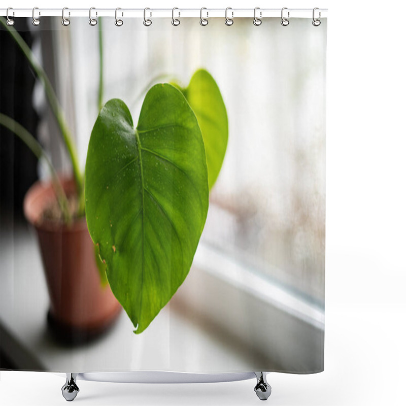 Personality  A Heart-shaped Green Monstera Leaf Placed On A Windowsill, Captured In Natural Light. Shower Curtains