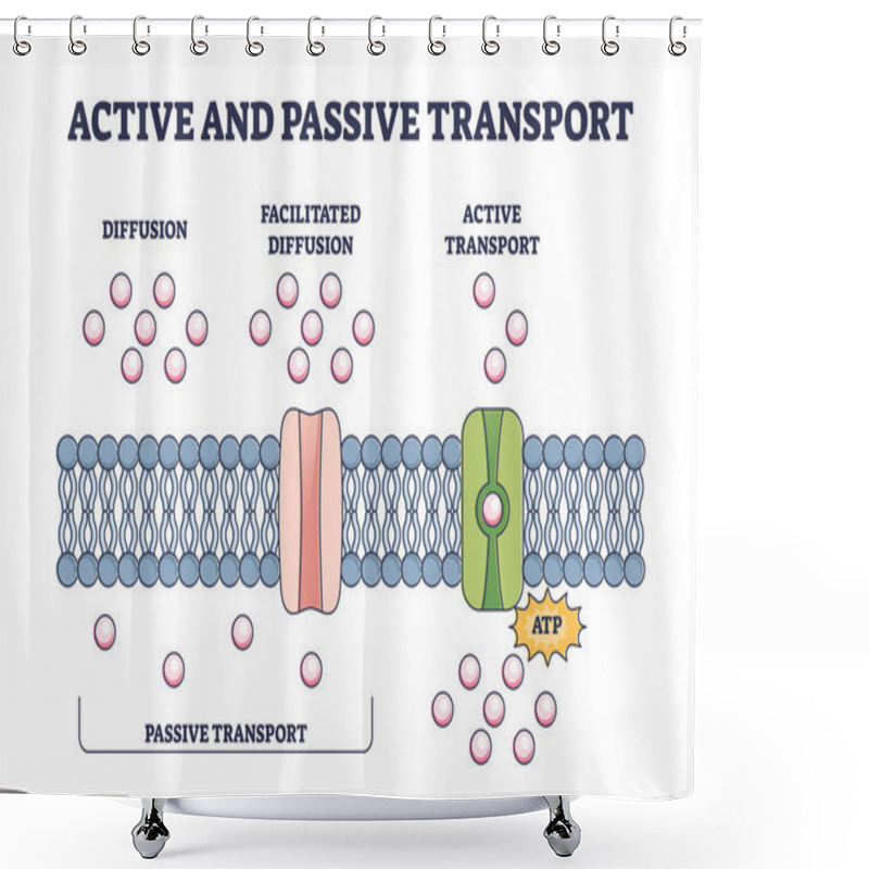 Personality  Active And Passive Transport As Molecules ATP Movement In Outline Diagram Shower Curtains