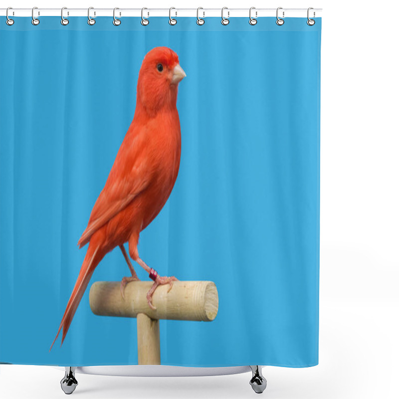 Personality  Red Canary Perched In Softbox Shower Curtains