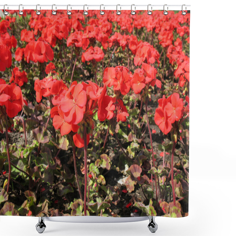 Personality  Zonal Pelargonium (Pelargonium Zonale), Geranium Family Shower Curtains