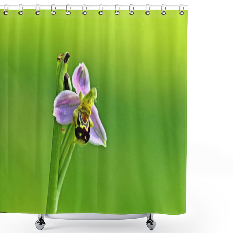 Personality  Flower Of Bee Orchid Ophrys Apifera Shower Curtains