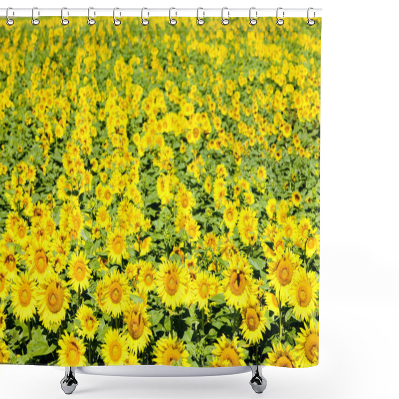 Personality  Sunflower Field Shower Curtains