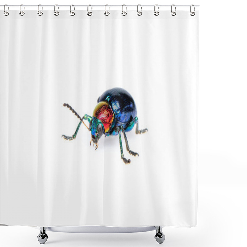 Personality  Image Of Blue Milkweed Beetle It Has Blue Wings And A Red Head Isolated On White Background. Insect. Animal. Shower Curtains