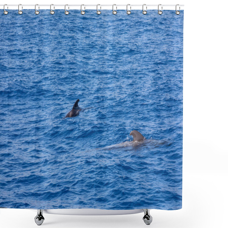 Personality  Group Of Pilot Whales In Atlantic Ocean  Tenerife Canary Islands Shower Curtains