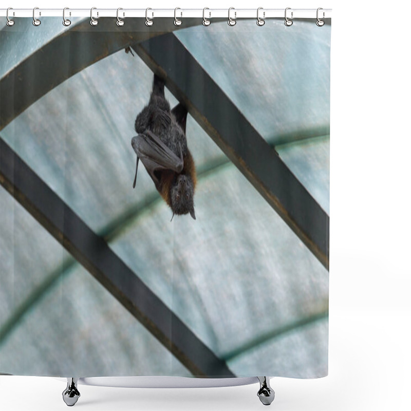 Personality  Flying Foxes In The Wild On The Shower Curtains