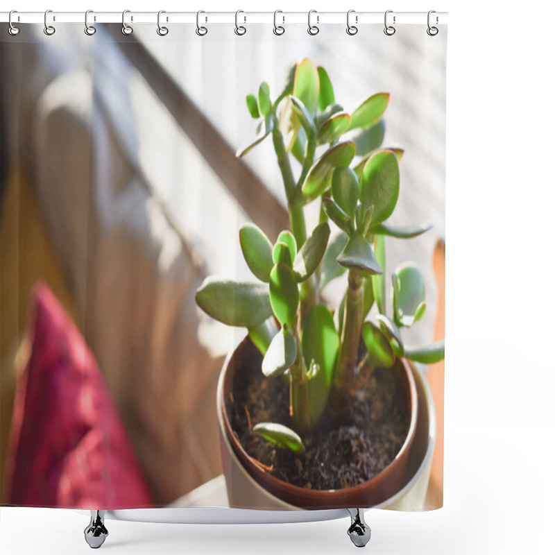 Personality  Small Money Tree Plant In Window Of Home Interior In Sun Light Shower Curtains