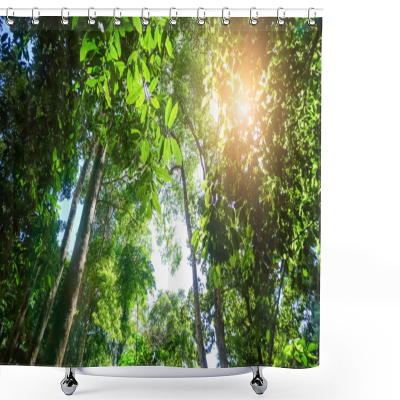 Personality  Looking Up View Of Tropical Green Trees In The Jungle Rain Forest With Sunlight In Thailand. Ecology Greenery Freshness Foliage Nature Shower Curtains