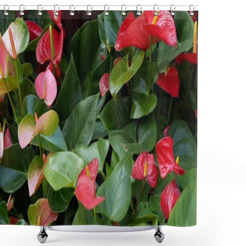 Personality  Red Calla Lily Flower, Dark Green Leaves. Elegant Maroon Floral Blossom. Exotic Tropical Jungle Rainforest, Stylish Trendy Botanical Atmosphere. Natural Vivid Greenery, Paradise Aesthetic. Arum Plant Shower Curtains