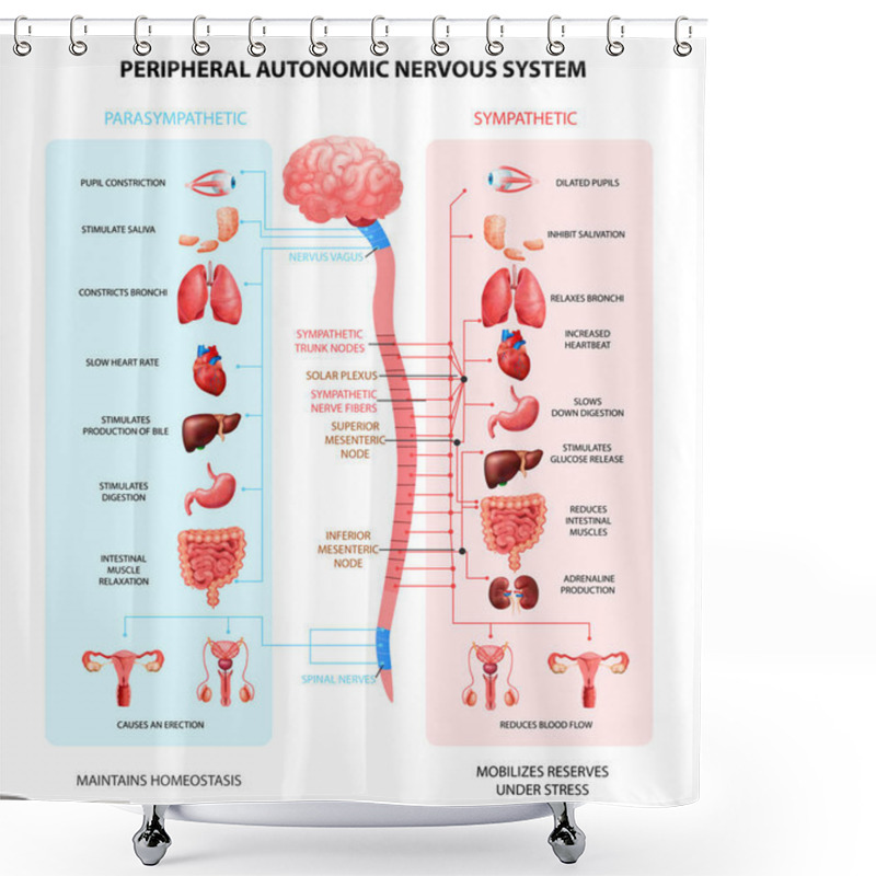 Personality  Nervous System Realistic Chart Shower Curtains