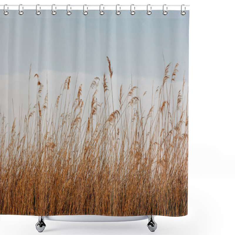 Personality  Reeds Shower Curtains