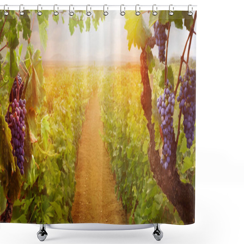 Personality  Vineyard In Autumn Harvest Shower Curtains