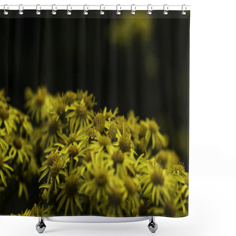 Personality  Vibrant Yellow Ragwort Blossoms In Moody Low Light Close-Up Against A Dark Forest Backdrop Shower Curtains