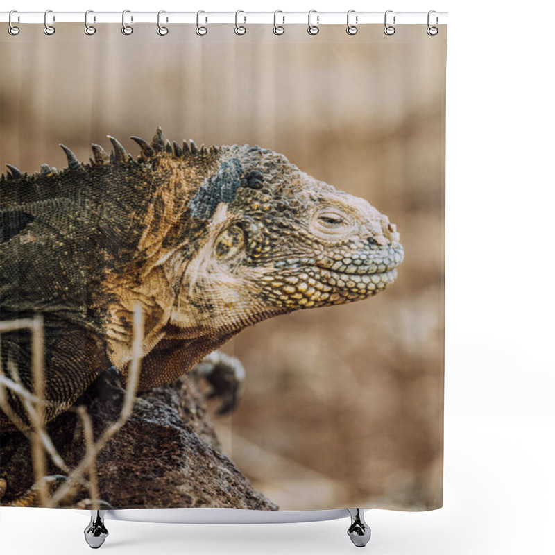 Personality  A Galapagos land iguana basking on a rock at North Seymour Island, Galapagos, Ecuador. shower curtains