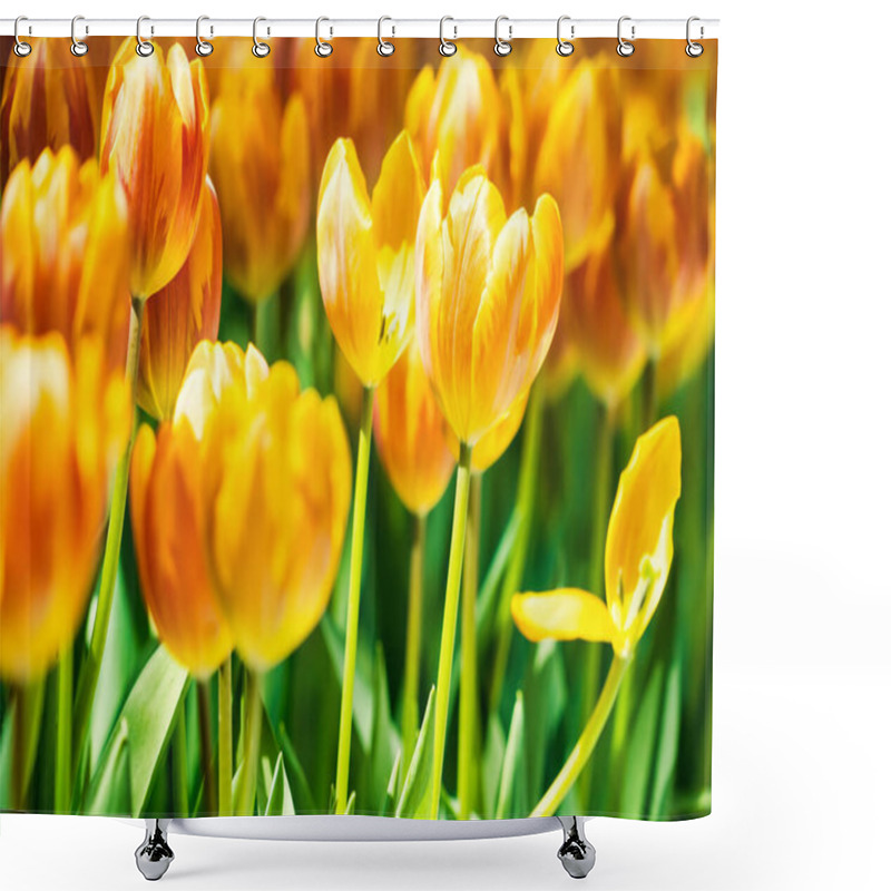 Personality  Yellow And Orange Tulips Blooming Brightly In A Lush Garden Surrounded By Green Leaves, Showcasing The Vibrant Beauty Of Spring. Shower Curtains