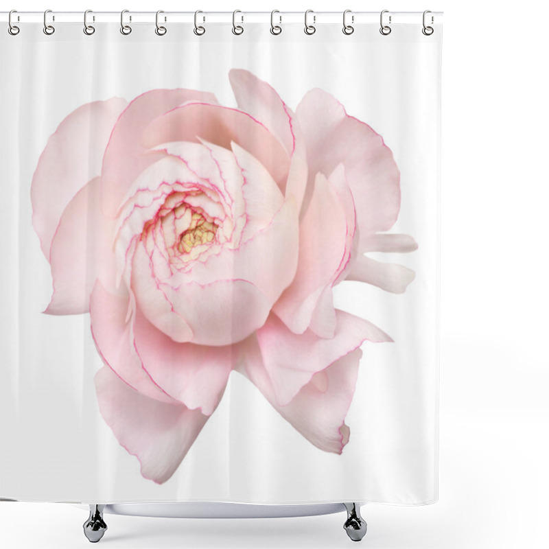 Personality  Pale Pink Ranunculus Shower Curtains