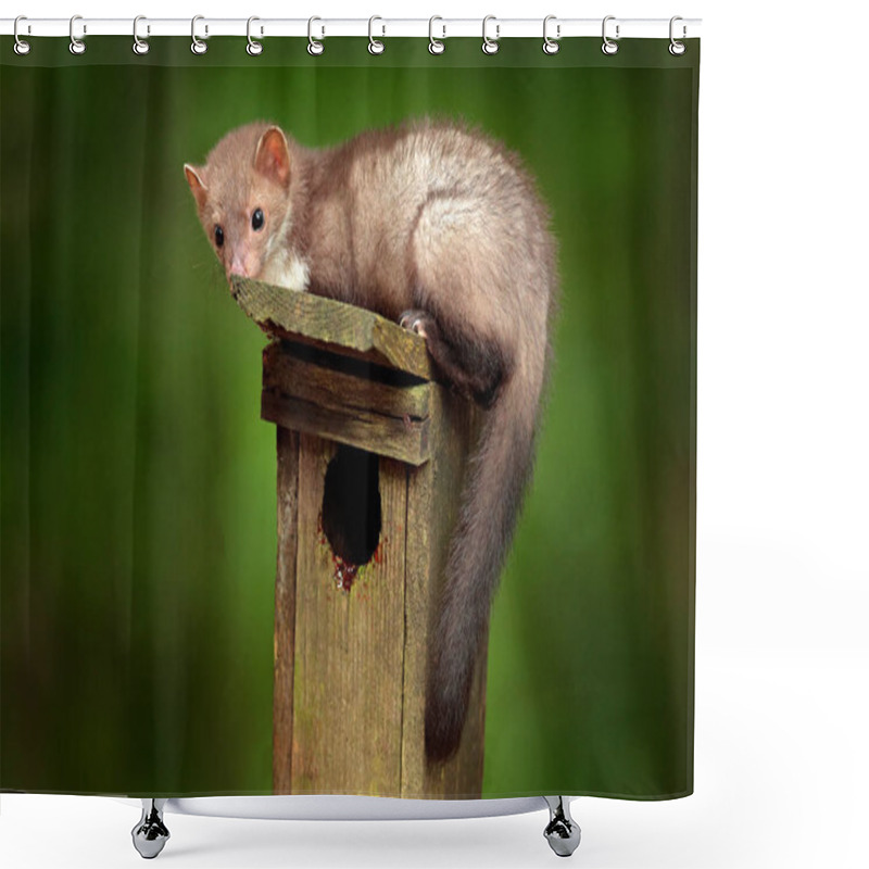 Personality  Nest Wooden Box, In The Forest With Predator, Cute Forest Animal Beech Marten, Martes Foina, With Clear Green Background. Birdhouse With Marten, Wildlife Behavour In The Wild Nature. Shower Curtains