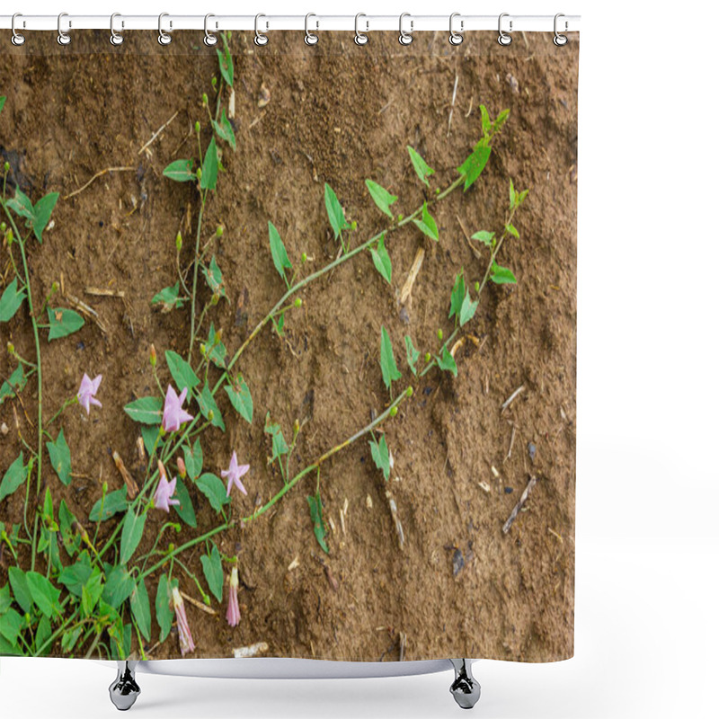 Personality  Field Bindweed Or Convolvulus Arvensis European Bindweed Creeping Jenny Possession Vine Herbaceous Perennial Plant With Open And Closed White Flowers Surrounded With Dense Green Leaves. Shower Curtains