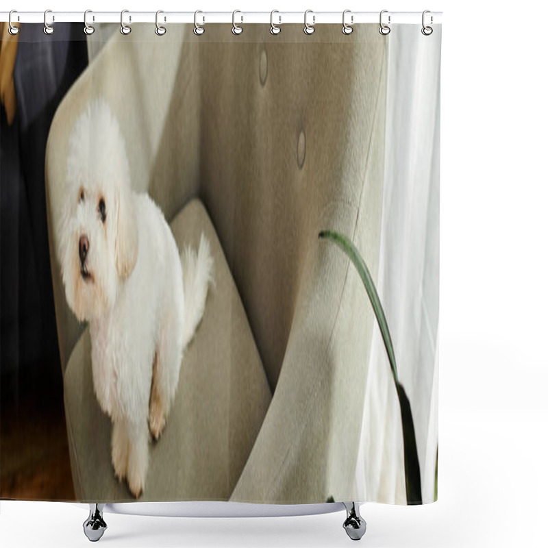 Personality  A Small White Bichon Frise Dog Sitting Calmly In A Chair. Shower Curtains