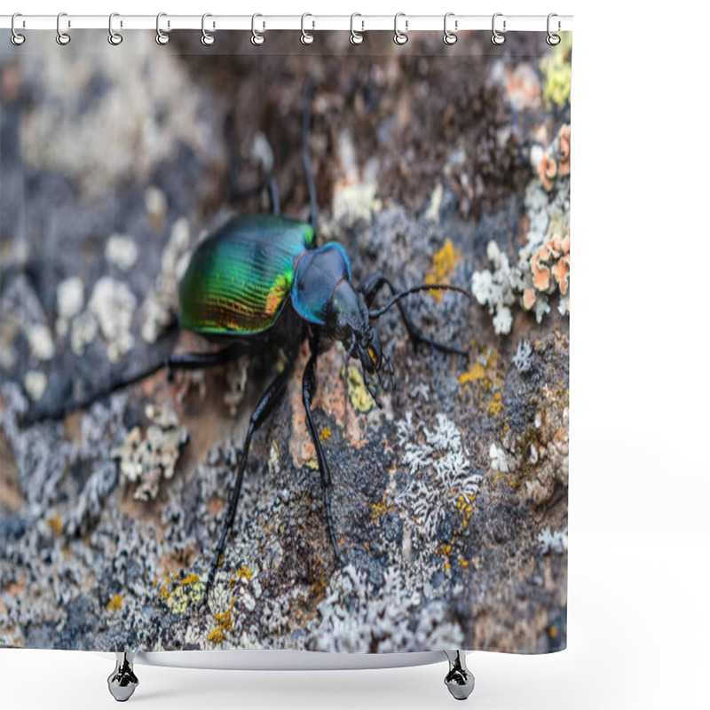 Personality  Rare Galosoma Sycophanta Bettle On Moss Covered Stone Close Up Shower Curtains