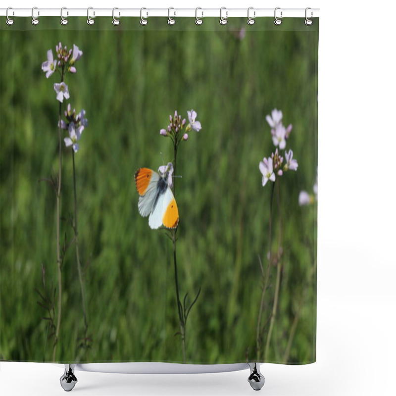 Personality  Orange Tip Butterfly In A Green Meadow With Cuckoo Flowers Shower Curtains